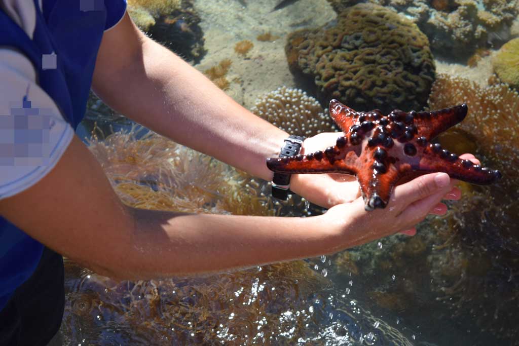 DeZoos acuarios estrella Starfish red